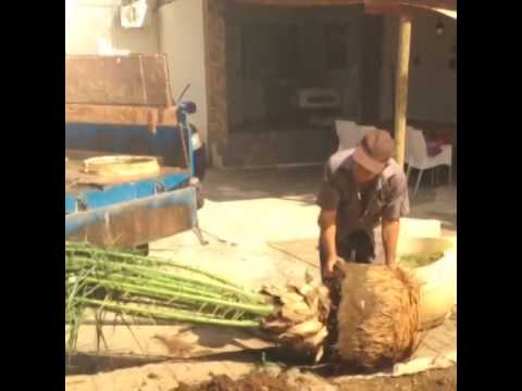 Video: Dadelpalm (Phoenix), Verbouing In Die Serre En Loggia