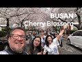 Best spots for cherry blossom in busan south korea  