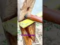 This is the traditional way of squeezing sugar cane #shorts