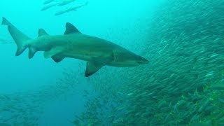 Grey Nurse Sharks, Fish Rock Cave, South West Rocks, Nsw, Australia