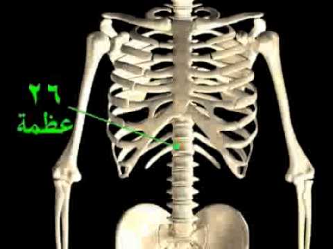 فيديو: الهيكل العظمي للأوراق