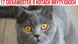 TEGO NIE WIESZ O KOTACH BRYTYJSKICH, NAJLEPSZE CIEKAWOSTKI O KOTACH BRYTYJSKICH KRÓTKOWŁOSYCH by Kocie Sprawy 204 views 5 months ago 1 minute, 59 seconds