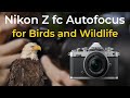 Nikon zfc  autofocus guide for bird photography