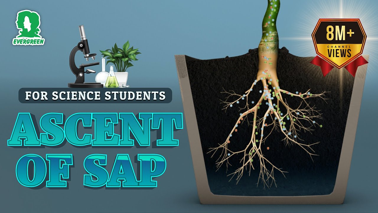 Ascent of Sap in Plants | Transport In Plants Class 10 Biology | Evergreen | 2022