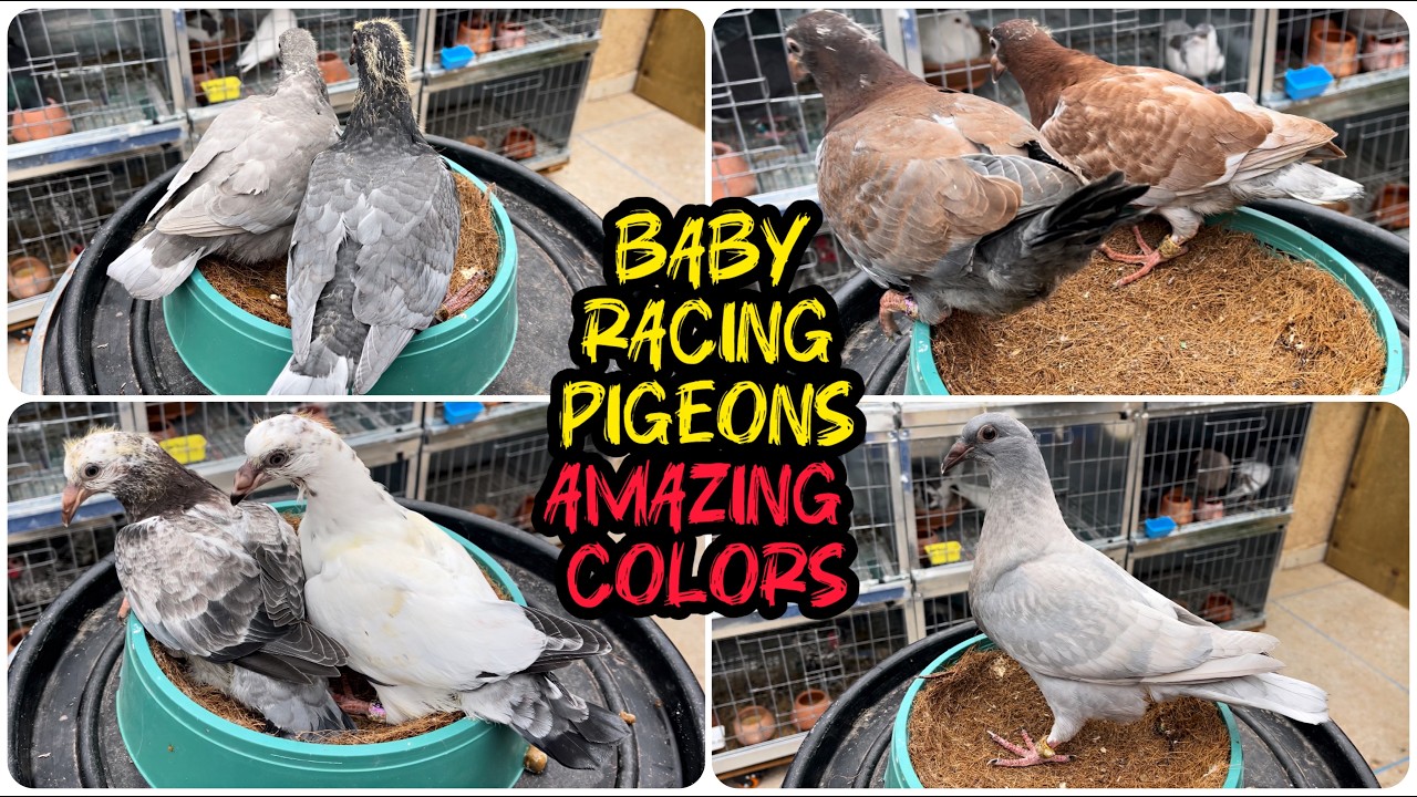 Pigeon Color Genetics in Action🕊️ Baby Racing Pigeons - YouTube