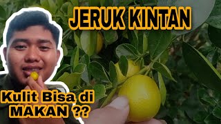 Jeruk Kulit Bisa di Makan|KINTAN|KARAWANG