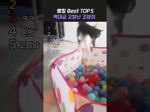 어딘가 고장난 고양이 행킹 Best TOP5 #ranking #랭킹 #고양이 thumbnail