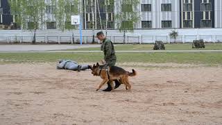 Служебная собака задерживает нарушителей