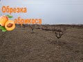 Обрезка абрикоса, 4 года