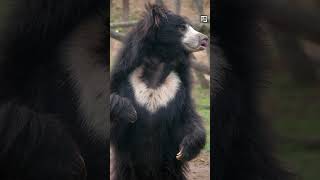 Quick Sloth Bear Facts  BEAR or SLOTH?  Animal a Day #shorts #animals