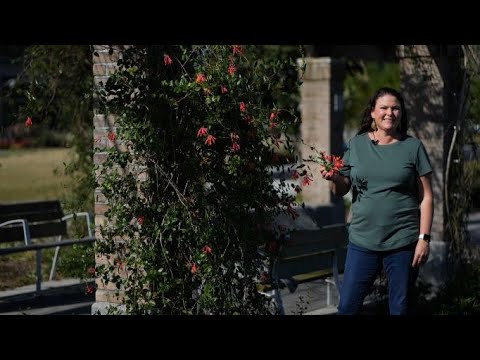 वीडियो: कोरल हनीसकल क्या है - कोरल हनीसकल पौधों को उगाने के लिए टिप्स