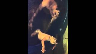 Manu No Banho Noturno De Piscina