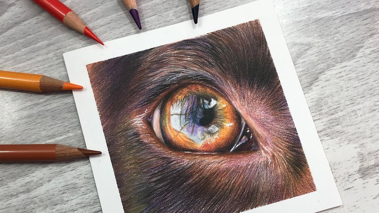 467 How To Draw A Brown Dog Eye Brown Fur With Colored Pencil Youtube Colored Pencils Color Pencil Drawing Dog Portrait Drawing