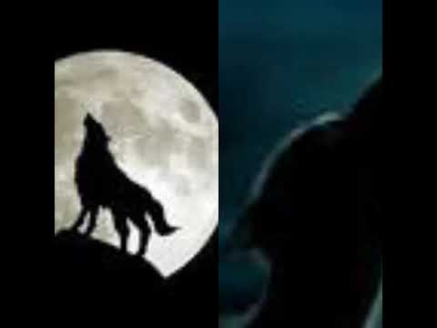 Ninabell akulah serigala