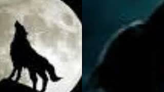 Ninabell akulah serigala