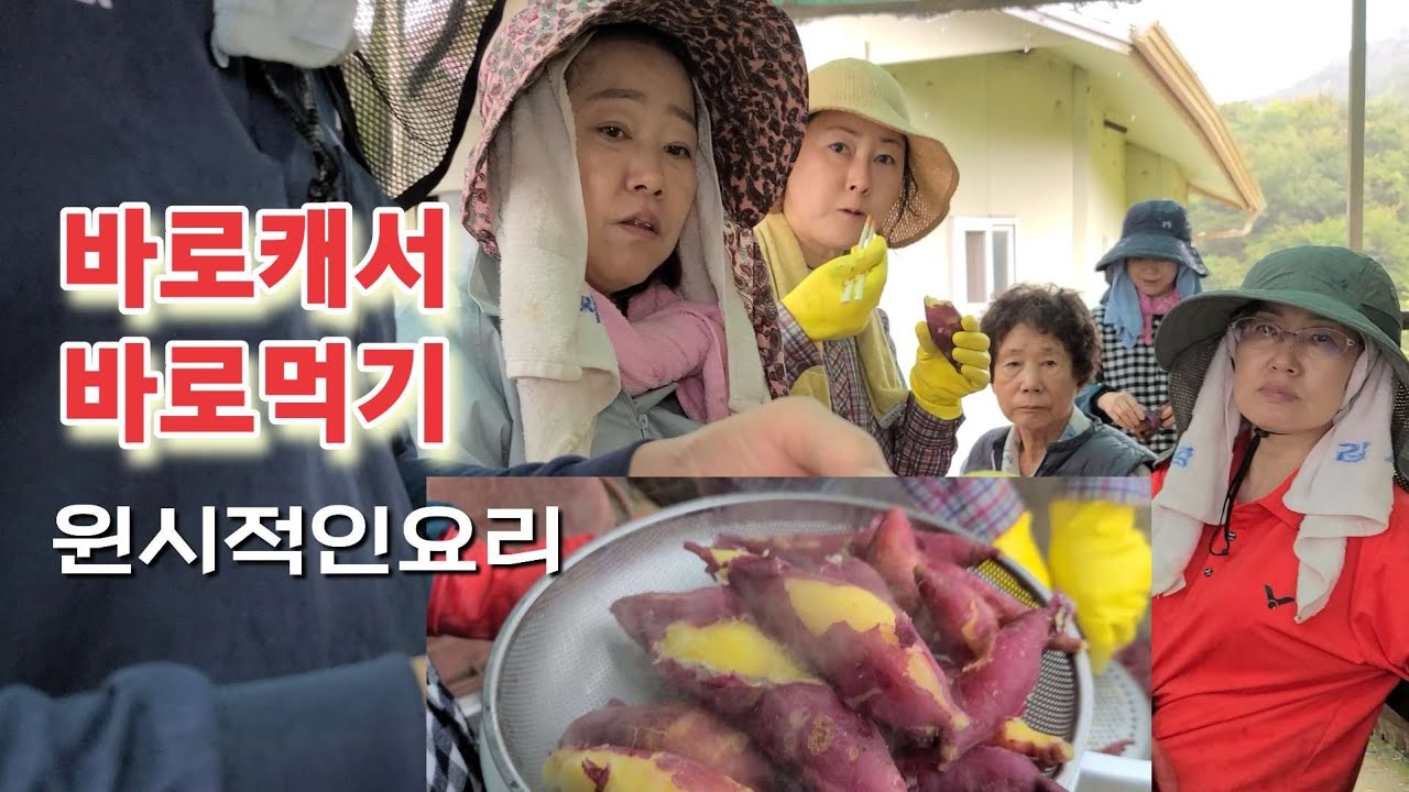 산골가족들에게 날씨는 상관없음 그 비를 맞으며 고구마밭에서 /바로캔 고구마는 가마솥으로 /고구마캐기3부 끝