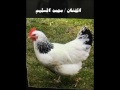 محمد السليم دجاجة الجيران والله غريبة