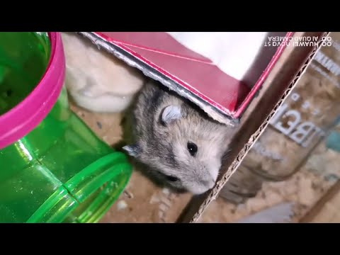 Video: Nakakalason Sa Dugo Ng Bacterial Sa Hamsters