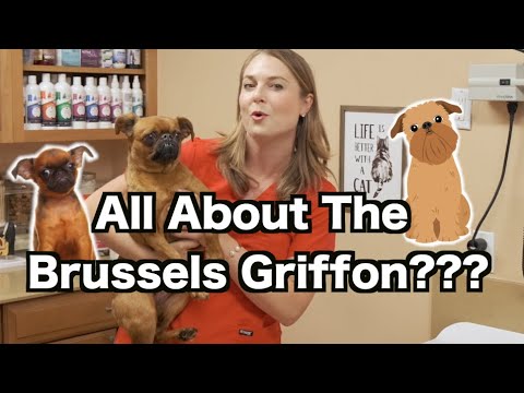 Video: Měl george lucas brusselského grifonka?