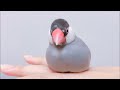 もちもち文鳥 あずき Java sparrow