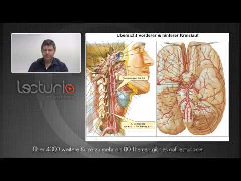 Kopf-Hals-Gefäße: Arterien und Venen | Dr. med. Steffen-Boris Wirth bei Lecturio