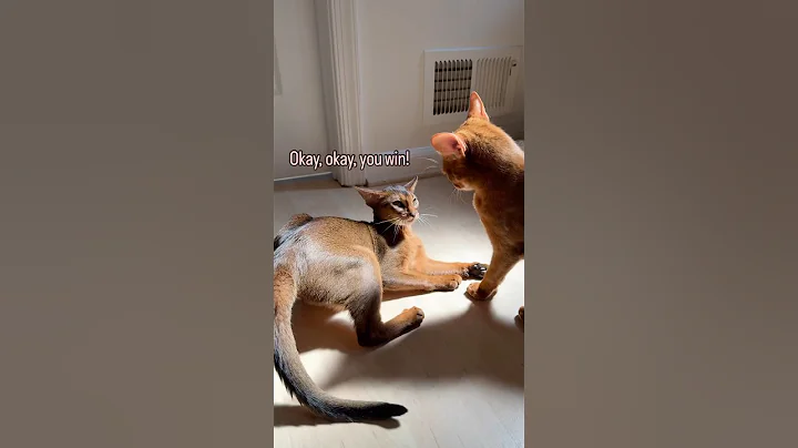 Watch the video about Is that a perfect sneak attak?! 😱 Abyssinian cats playing #abyssinian #funnycats #fyp #catlover
