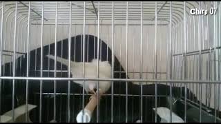 Kicau Kenari Full Isian beautifull canary bird singing