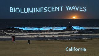 Bioluminescent waves. Manhattan Beach , California (May 2020)