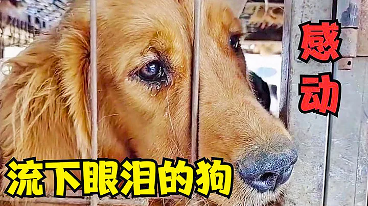 被賣上肉車的金毛留下眼淚，最終獲救時它行為更是讓人感動！ 【#收養 #救助 #流浪狗 #寵物 #溫暖 #暖心 #善良 #狗狗  #正能量 #動物 #毛孩子 #金毛 】 - 天天要聞