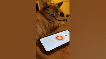 Thumbnail of Meow Talk App