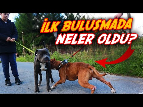 BOYKAYLA EGE'NİN KÖPEĞİNİ BULUŞTURUNCA NELER OLDU?? (AMRERİCAN STAFF BLUENOSE)