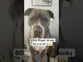 My Dog Is BROKEN 🤣🤦🏾♂️ #shorts #dogshorts #cutedog #cute #funny #funnydogs #explore #foryou #fyp
