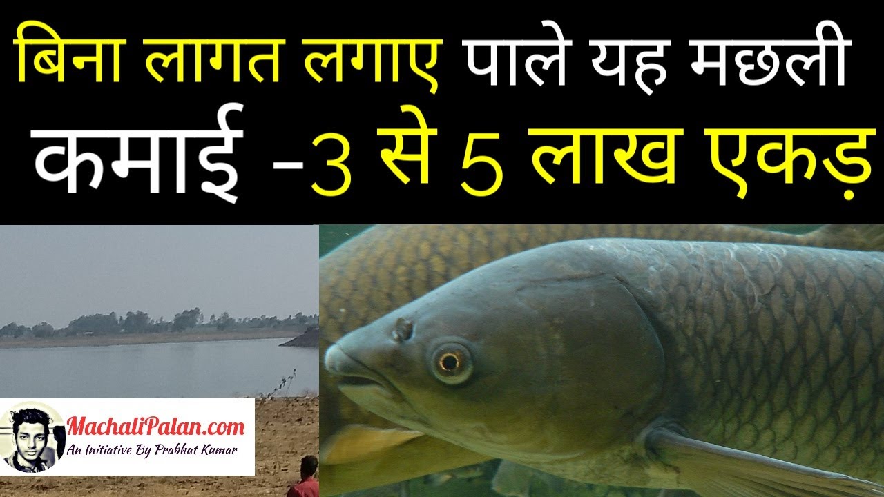 kam lagat me machli palan kaise kare | grass carp fish farming hindi