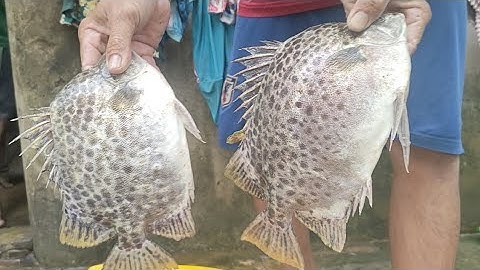 Cá Nâu siêu khủng Size hết cỡ bàn tay Vuông tôm Năm Căn Cà Mau