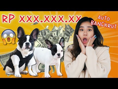 Video: Dear Labby: Anjing Saya Makan Uang Saya! Apa Yang Harus Saya Lakukan?