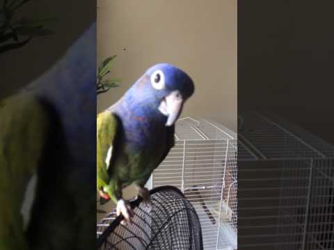 Touki the BH pionus chirping