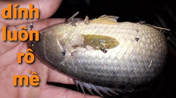 cắm câu đầu mùa gió chướng bằng mồi trùng dính cá thấy ham