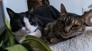 ✨猫の楽園✨83匹の保護猫との生活日記今日は5月14日のファンタジールームの社員達