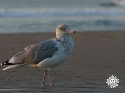 Nature: Cape Cod