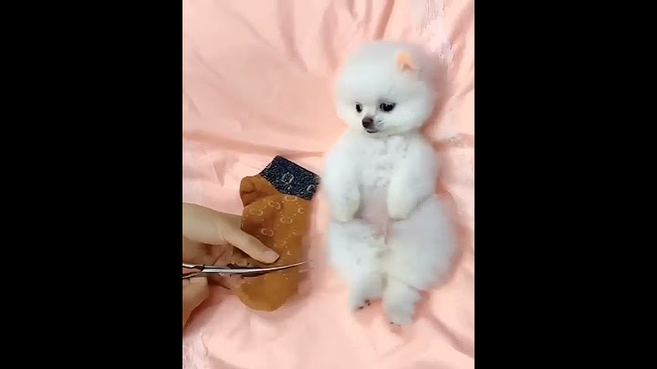 dress made by socks for toy pomeranian dog 🐕😍❤#cutepuppy #pomeranian #cute #cutedog