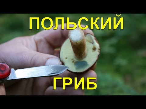 Грибы.Польский гриб.Огород Баварский.