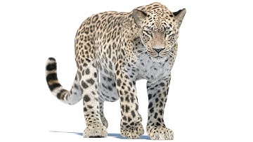 Animated Persian Leopard 3D Model with Fur – Games and VFX | @PROmax3D
