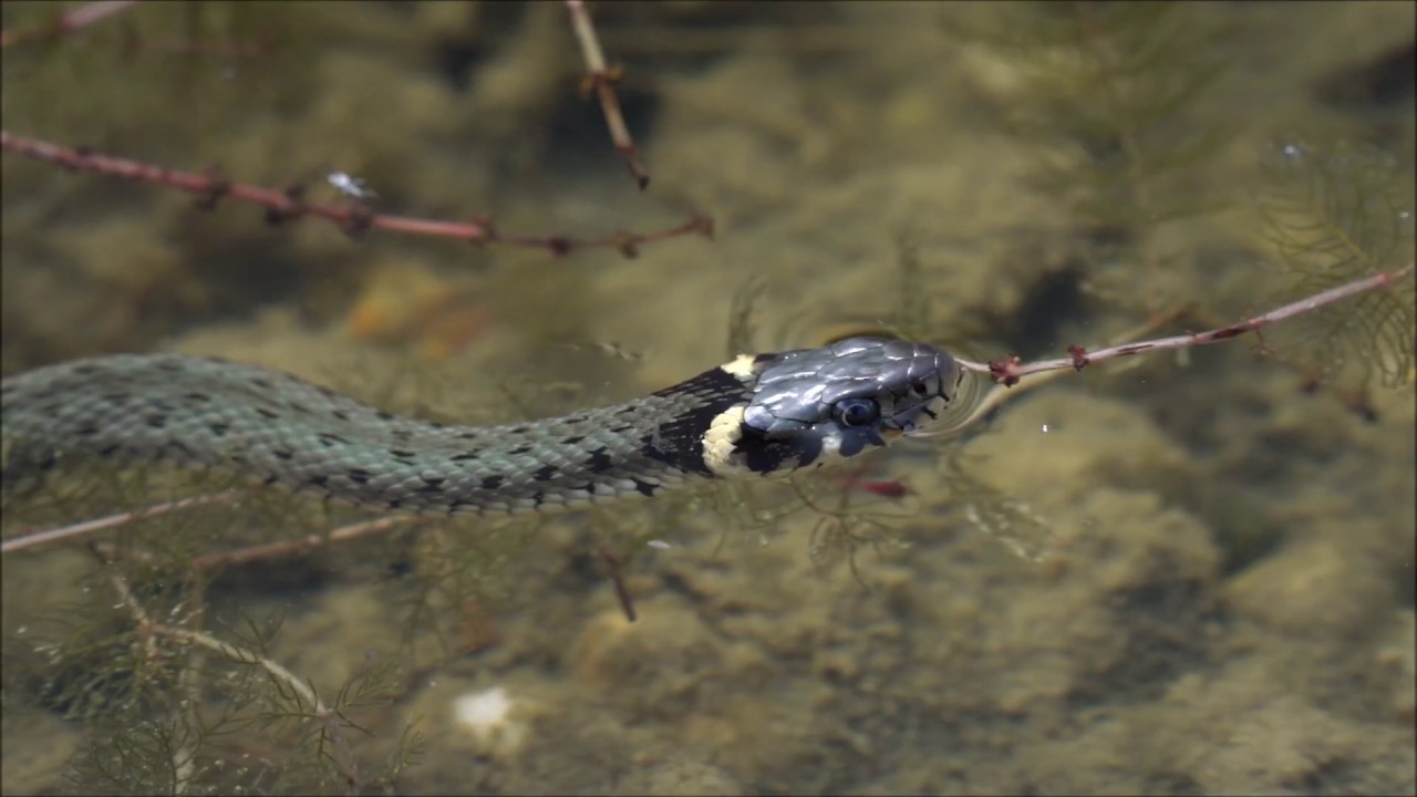 37+ Schlange Am Teich, Gibt es schlangen in teichen in der nähe