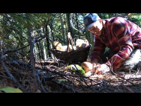 Video: Жалган Boletus: алардын жегенге боло турган козу карындан айырмасы