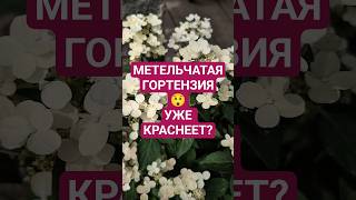 Метельчатая гортензия УЖЕ КРАСНЕЕТ? #shorts #hydrangea #garden #гортензия #сад