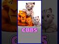 Will Diego And Shira Have Cubs In Ice Age 6 