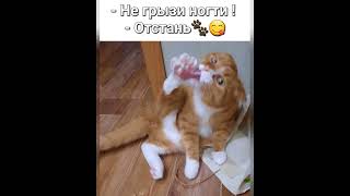 Улыбнись -ка 14🥳😃🥳😃🥳😃♥️ by Иван Пупкин  8,988 views 7 days ago 3 minutes