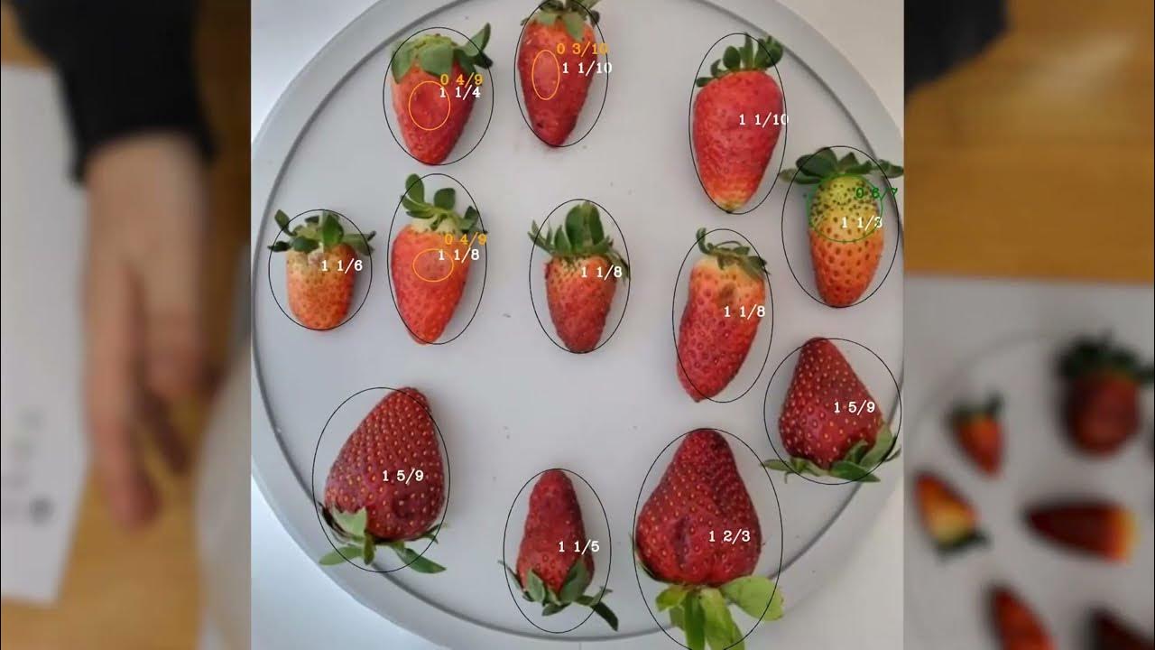 Strawberry Quality Assessment with AI to USDA Standards YouTube