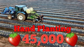 Planting Strawberries 2021  Start to Finish, 45k Plants!