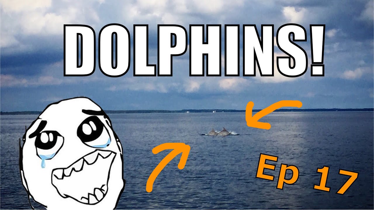 Sailing Wisdom: DOLPHINS! | Ep 17